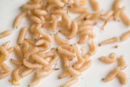 maggot control