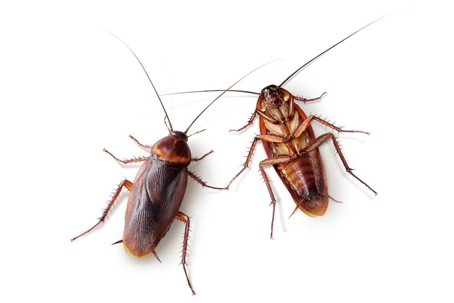 natural cockroach repellents