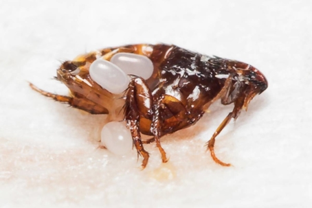 natural flea repellents