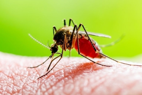 natural mosquito repellents