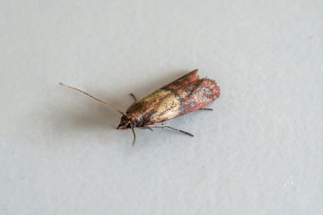 natural moth repellents