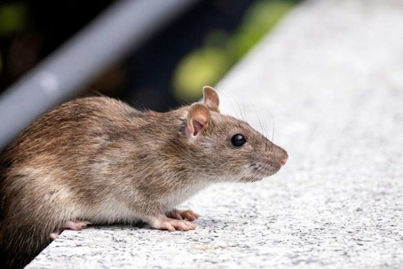 natural rat repellents
