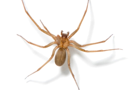 natural spider repellents