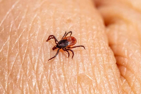 natural tick repellents