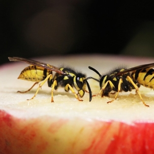 natural wasp repellents