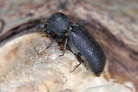 powderpost beetle damage