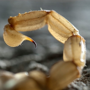 scorpions sting