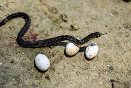 what do snake eggs look like