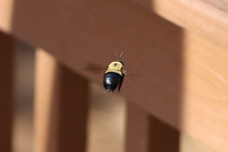 spraying for carpenter bees