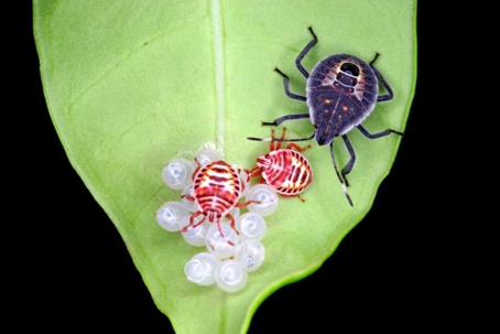 stink bug life cycle