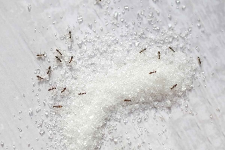 sugar ants