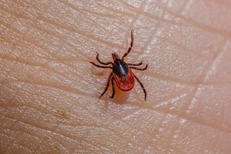 tick infestation