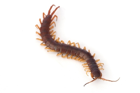 virginia centipedes