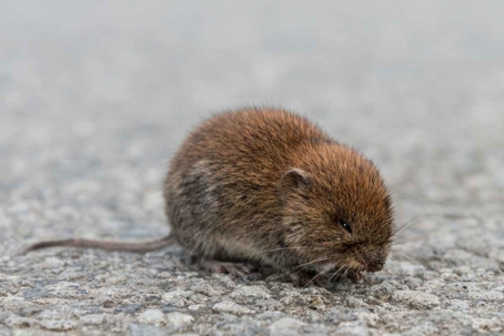 voles vs mice