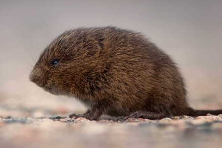 voles vs moles