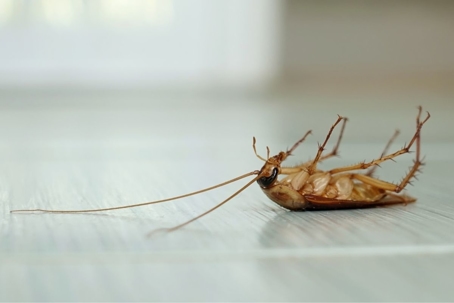 washington dc cockroaches