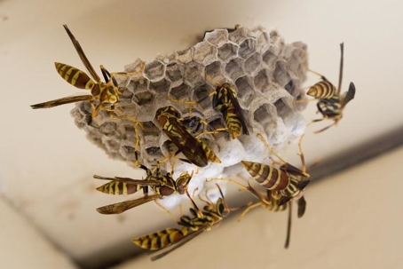 wasp nest