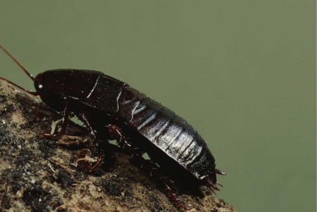 water bugs vs cockroaches