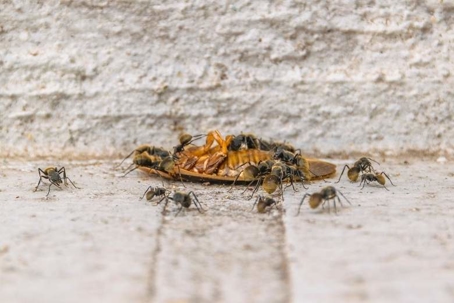 what animals eat cockroaches