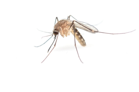 what animals eat mosquitoes