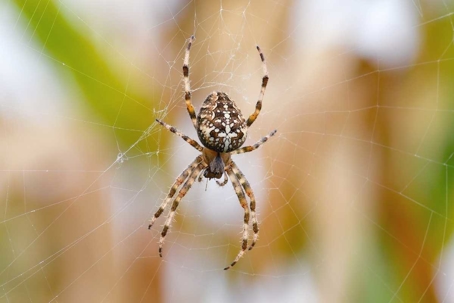 what attracts spiders