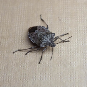 what attracts stink bugs