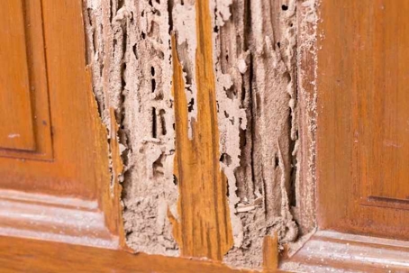 what causes termites