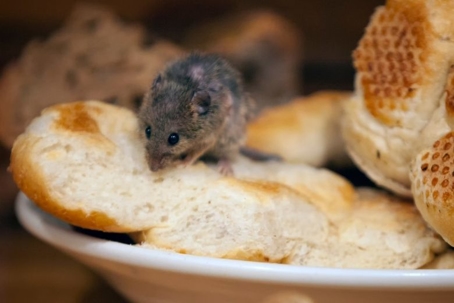 what diseases do mice spread