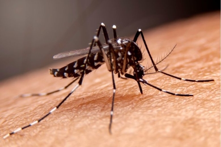 what diseases do mosquitoes carry