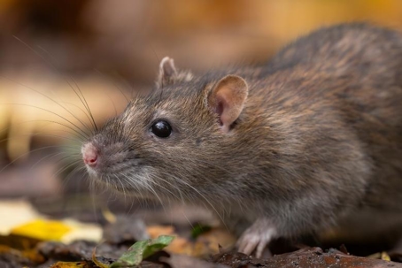 what diseases do rats spread