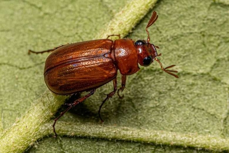 what do june beetles eat
