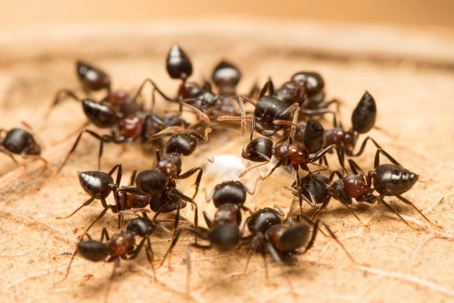 what do acrobat ants eat