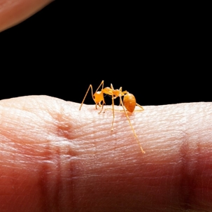what do ant bites look like