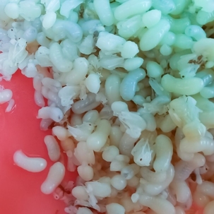 what do ant eggs look like