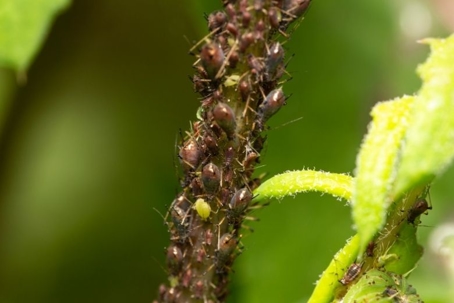 what do aphids eat