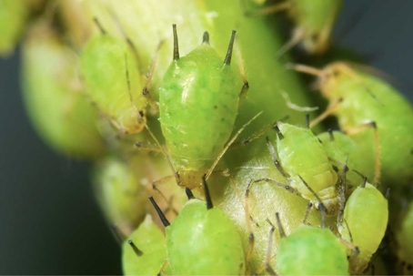 what do aphids look like