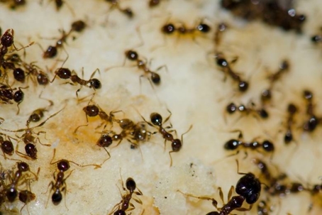 what do argentine ants eat