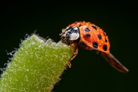 what do asian lady beetles eat