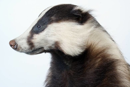 what do badgers eat