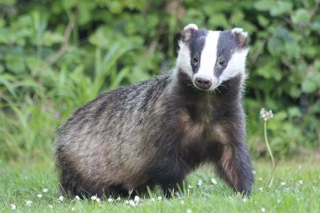what do badgers look like