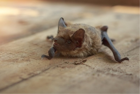 what do bat droppings look like