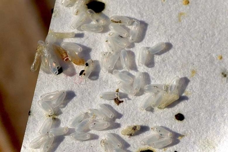 what do bed bug eggs look like