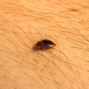 what do bed bugs eat