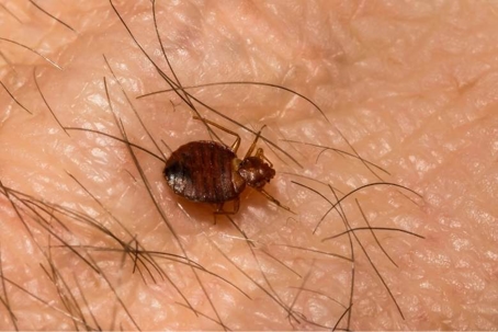 what do bed bugs look like