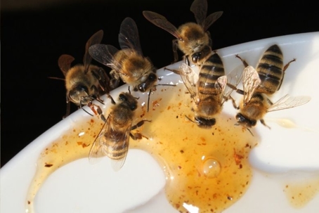 what do bees eat