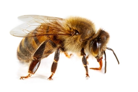 what do bees look like