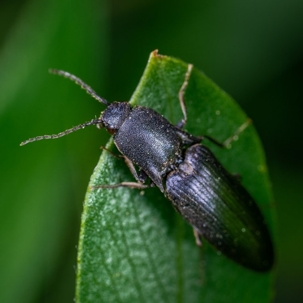what do beetles look like