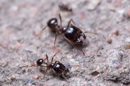 what do bigheaded ants eat