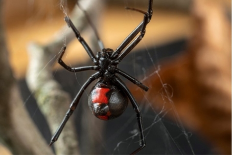 what do black widow spiders look like