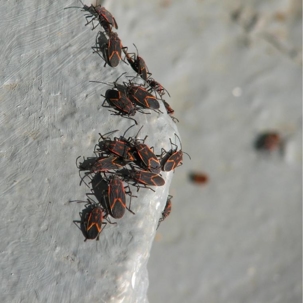 what do boxelder bugs eat